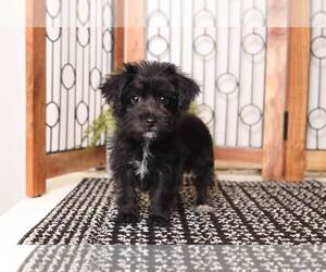Yo-Chon Puppy for sale in NAPLES, FL, USA