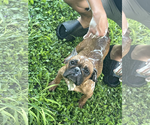 Small #3 French Bulldog