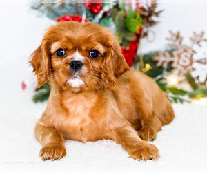 Medium Cavalier King Charles Spaniel