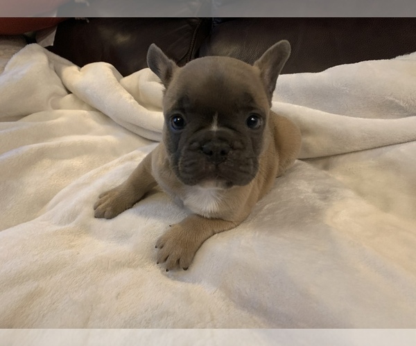 Medium Photo #13 French Bulldog Puppy For Sale in JOHNS ISLAND, SC, USA