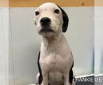 Small American Pit Bull Terrier Mix
