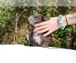 Small #4 ShihPoo