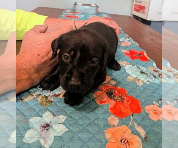 Medium Photo #3 Labrador Retriever Puppy For Sale in PIERSON STATION, IL, USA