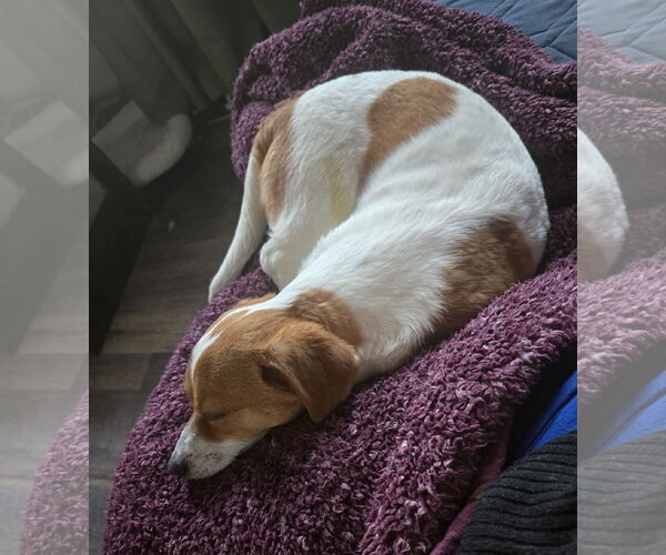 Medium Photo #3 Chihuahua-Unknown Mix Puppy For Sale in Aurora, CO, USA