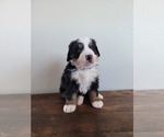 Small Photo #9 Bernese Mountain Dog Puppy For Sale in CUBA CITY, WI, USA