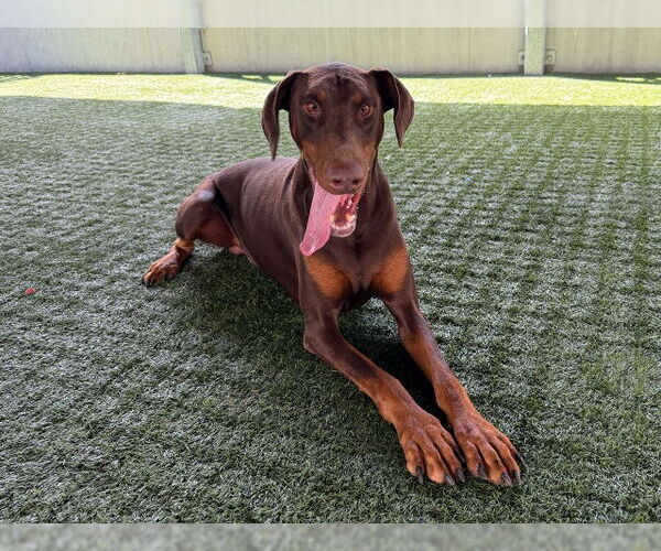 Medium Photo #2 Doberman Pinscher Puppy For Sale in Pasadena, CA, USA