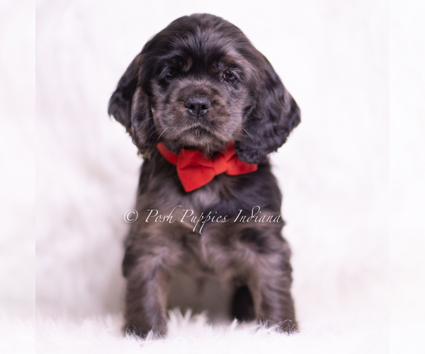 Medium Photo #5 Cocker Spaniel Puppy For Sale in WARSAW, IN, USA