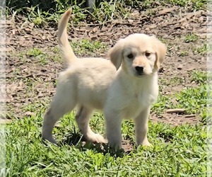 Golden Retriever Puppy for sale in RIGA, MI, USA