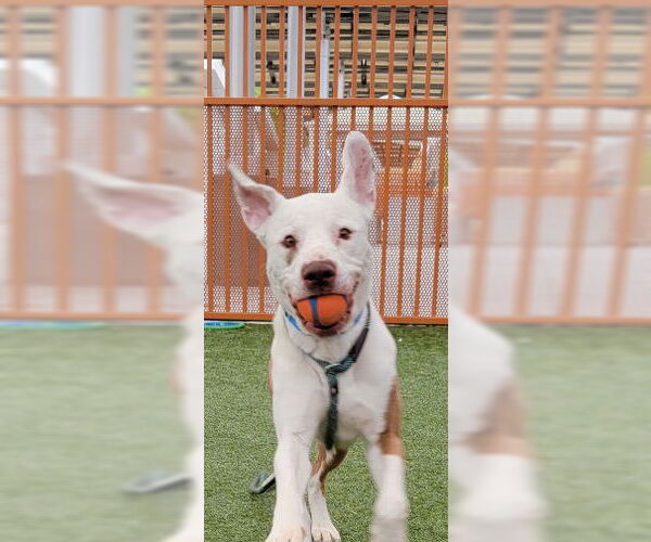 Medium Photo #1 Bullboxer Pit Puppy For Sale in Las Vegas, NV, USA