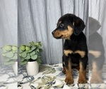Small Photo #8 Rottweiler Puppy For Sale in GREENWOOD, IN, USA