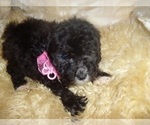 Small Photo #4 Poodle (Toy) Puppy For Sale in JACKSON, MS, USA