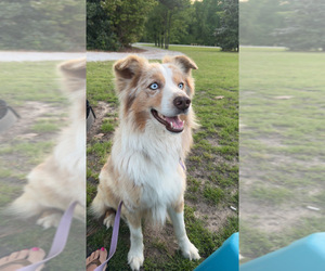 Father of the Australian Shepherd puppies born on 04/14/2025