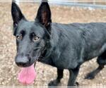 Small #1 German Shepherd Dog