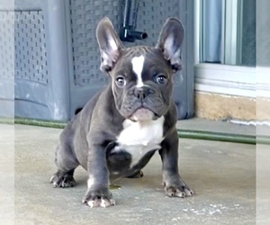 French Bulldog Puppy for sale in SAN FRANCISCO, CA, USA