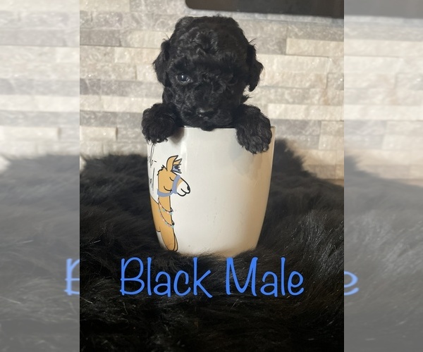 Medium Photo #3 Poodle (Miniature) Puppy For Sale in CONWAY, AR, USA