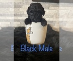 Small Photo #3 Poodle (Miniature) Puppy For Sale in CONWAY, AR, USA