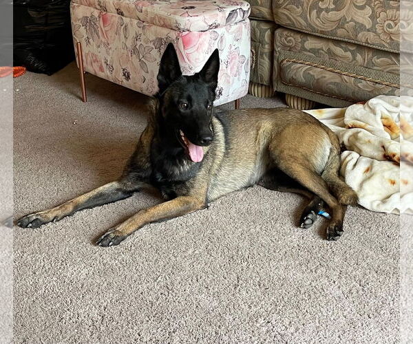 Medium Photo #2 Mutt Puppy For Sale in Woodland, CA, USA