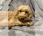 Small #1 Goldendoodle (Miniature)