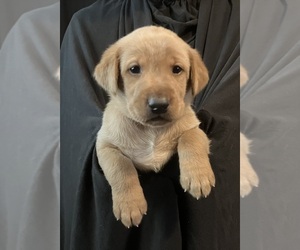 Labrador Retriever Puppy for sale in SACRED HEART, MN, USA