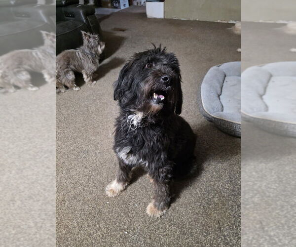 Medium Photo #3 Labrador Retriever-Unknown Mix Puppy For Sale in Aurora, IN, USA