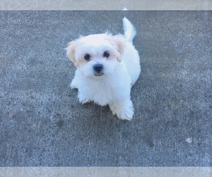 Maltese Puppy for sale in EUGENE, OR, USA