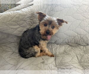 Maltese-Unknown Mix Dogs for adoption in St. Louis Park, MN, USA