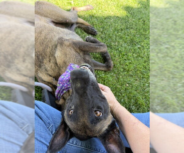 Medium Photo #1 Mutt Puppy For Sale in Imlay City, MI, USA