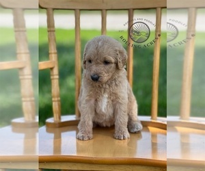 Goldendoodle Puppy for sale in MARYVILLE, MO, USA