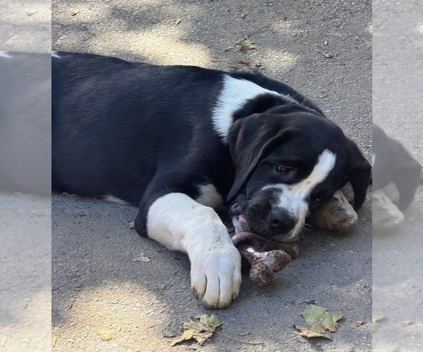 Medium Photo #1 Cane Corso-Saint Bernard Mix Puppy For Sale in WORCESTER, MA, USA