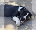 Puppy Tandoori Cane Corso-Saint Bernard Mix