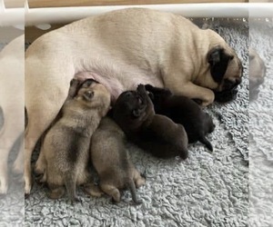 Pug-Siberian Husky Mix Litter for sale in NEW PROVIDENCE, PA, USA