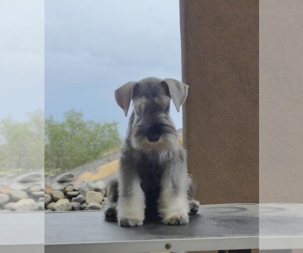 Medium Photo #13 Schnauzer (Miniature) Puppy For Sale in MORENO VALLEY, CA, USA