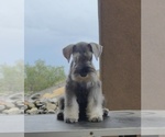 Small #12 Schnauzer (Miniature)