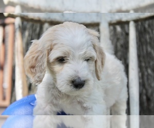Goldendoodle Puppy for sale in FROSTPROOF, FL, USA