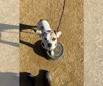 Small #1 American Pit Bull Terrier