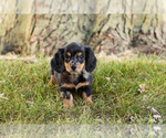 Small #3 Dachshund