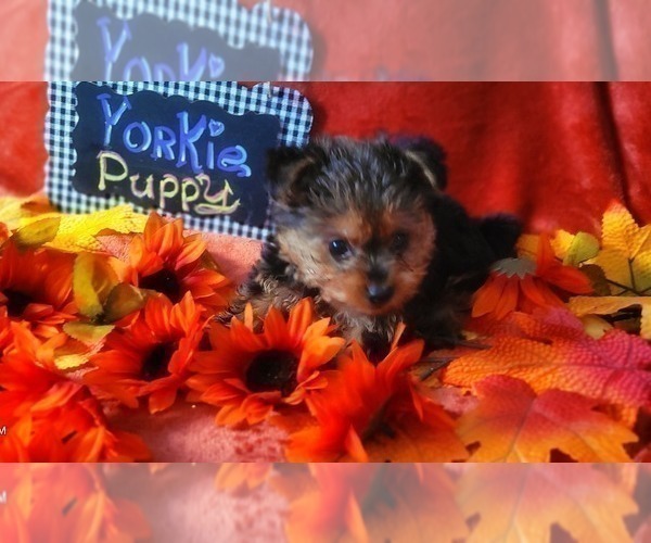 Medium Photo #3 Yorkshire Terrier Puppy For Sale in AKRON, OH, USA