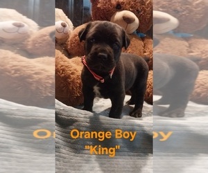 Cane Corso Puppy for sale in DANVILLE, IL, USA