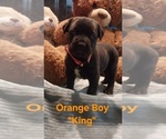 Small Cane Corso