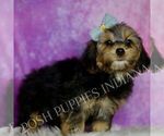 Small Photo #40 Yorkipoo Puppy For Sale in WARSAW, IN, USA