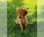 Small Photo #7 Irish Doodle Puppy For Sale in NAMPA, ID, USA