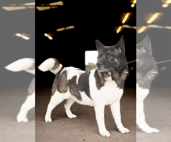 Medium Photo #2 Akita Puppy For Sale in Pottstown, PA, USA