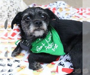 Gingersnap - Female Mutt Dog for Adoption - Photo #6