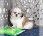 Small #1 Shih Tzu