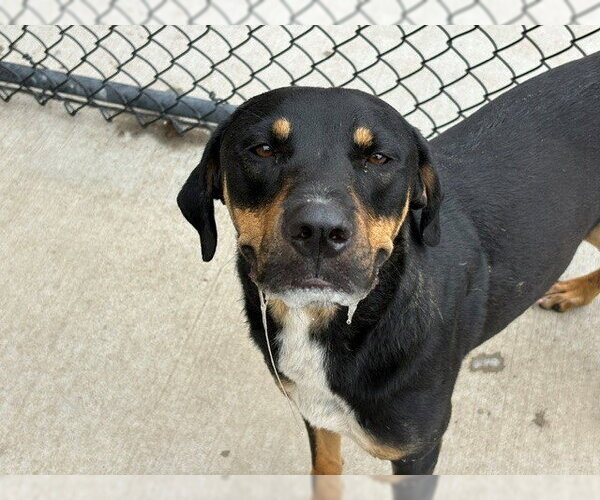 Medium Photo #1 Rottweiler-Unknown Mix Puppy For Sale in Tulsa, OK, USA