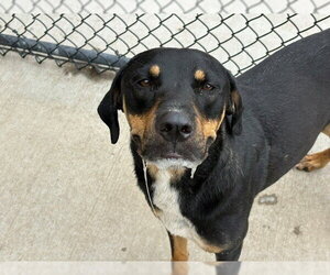 Rottweiler-Unknown Mix Dogs for adoption in Tulsa, OK, USA