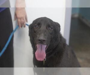 Labrador Retriever-Unknown Mix Dogs for adoption in Mountain Home, AR, USA