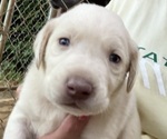 Puppy 2 Labrador Retriever