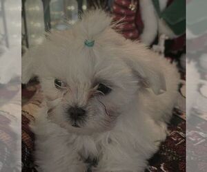 Mal-Shi Puppy for sale in LAWRENCEVILLE, GA, USA