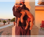 Small Photo #13 Cane Corso Puppy For Sale in APPLE VALLEY, CA, USA